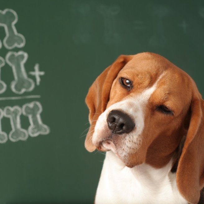 Unerzogene Hunde 